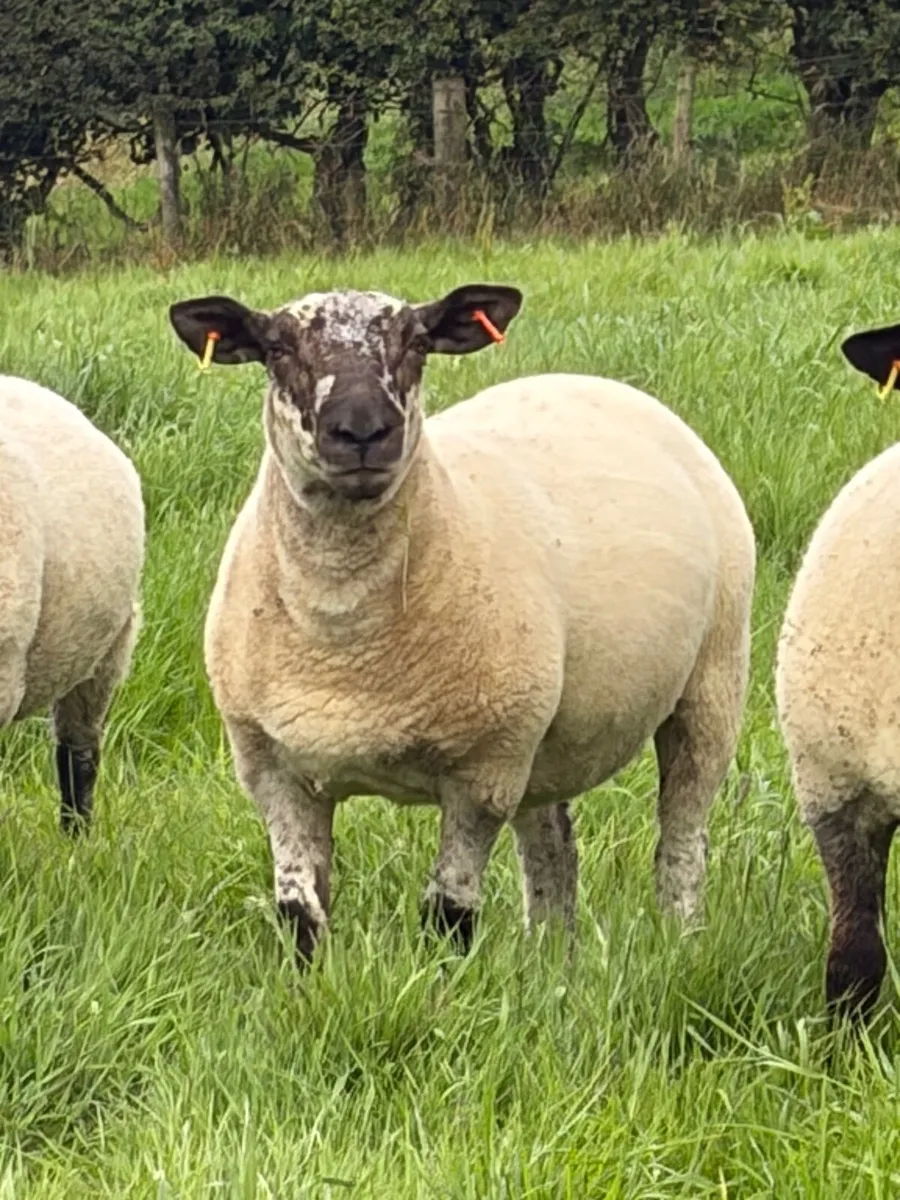 Hoggets - Image 3