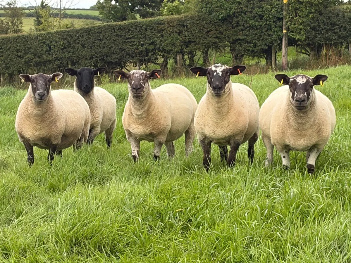 Hoggets - Image 2