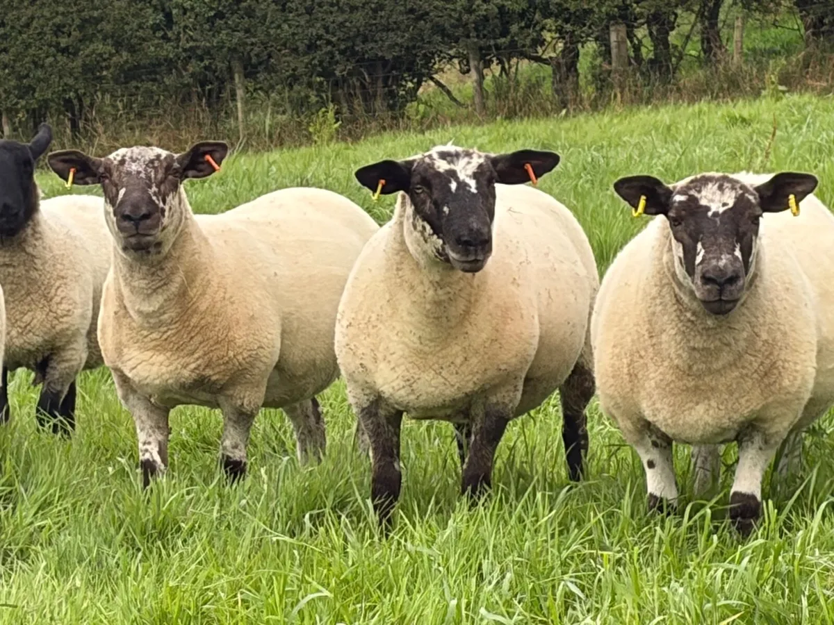Hoggets - Image 4