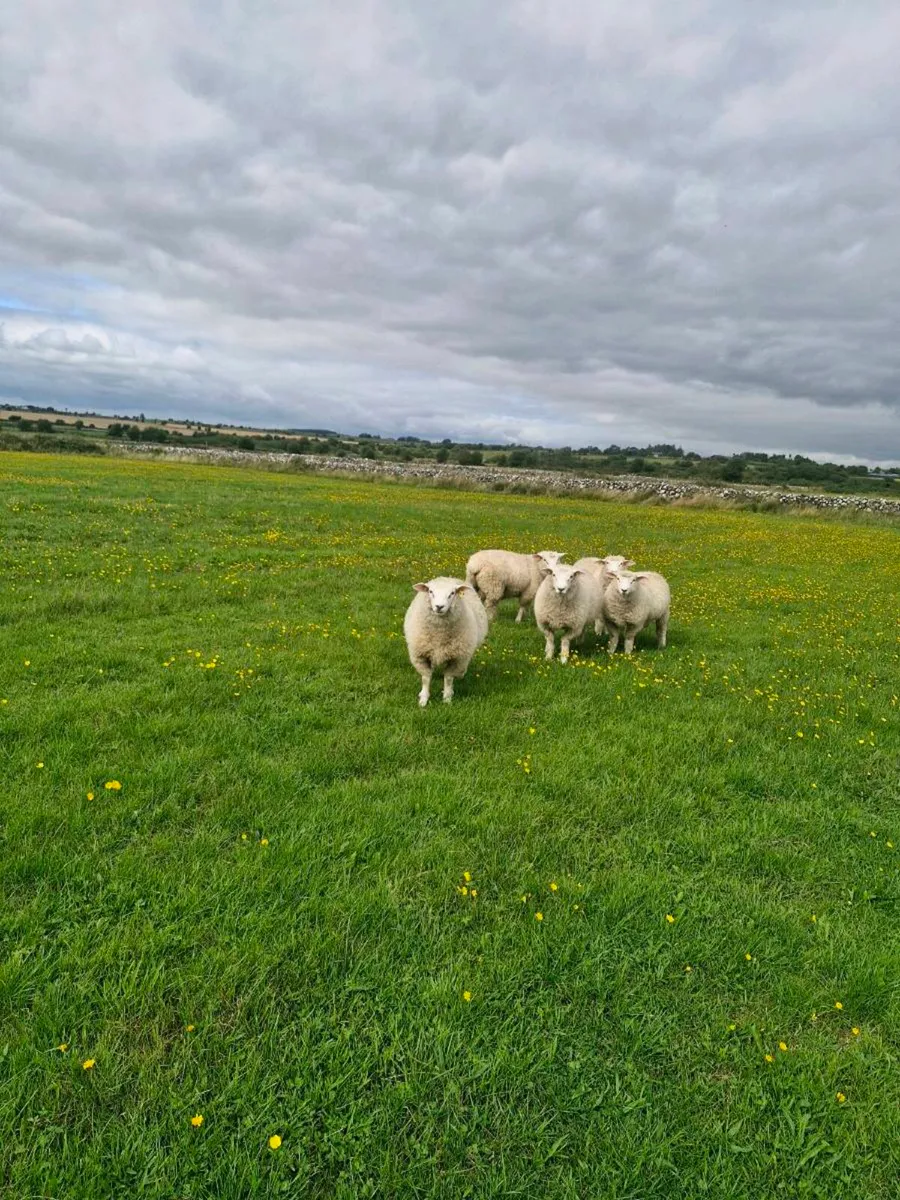 Galway pure bred registered Ram Lambs