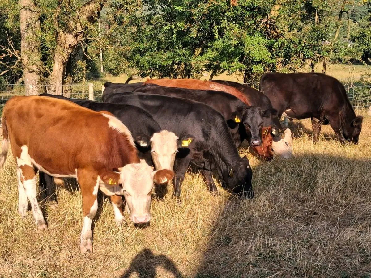 8 STORE CATTLE FOR SALE - Image 2