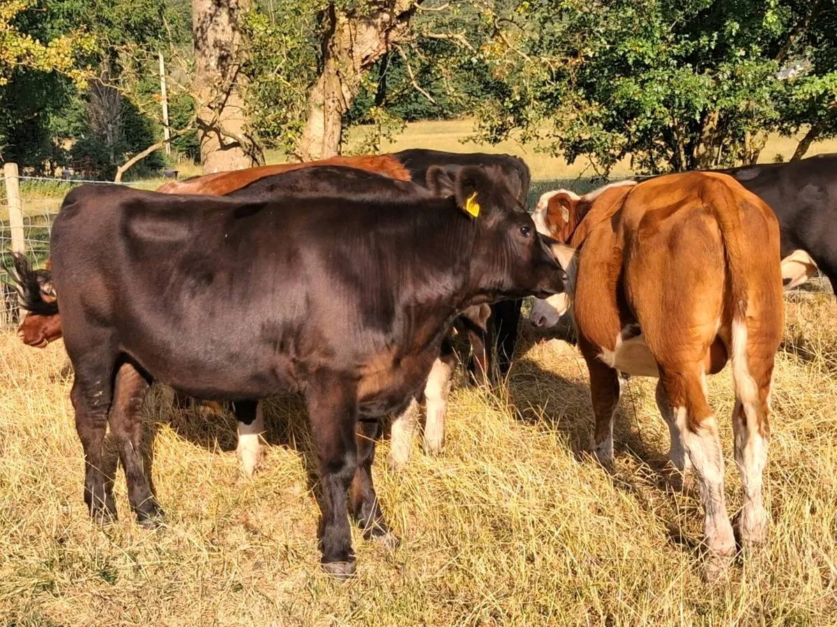 8 STORE CATTLE FOR SALE - Image 3