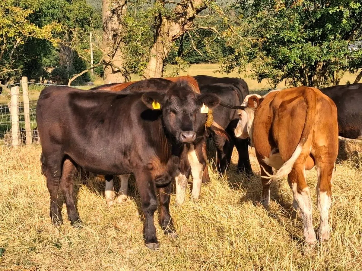 8 STORE CATTLE FOR SALE - Image 4