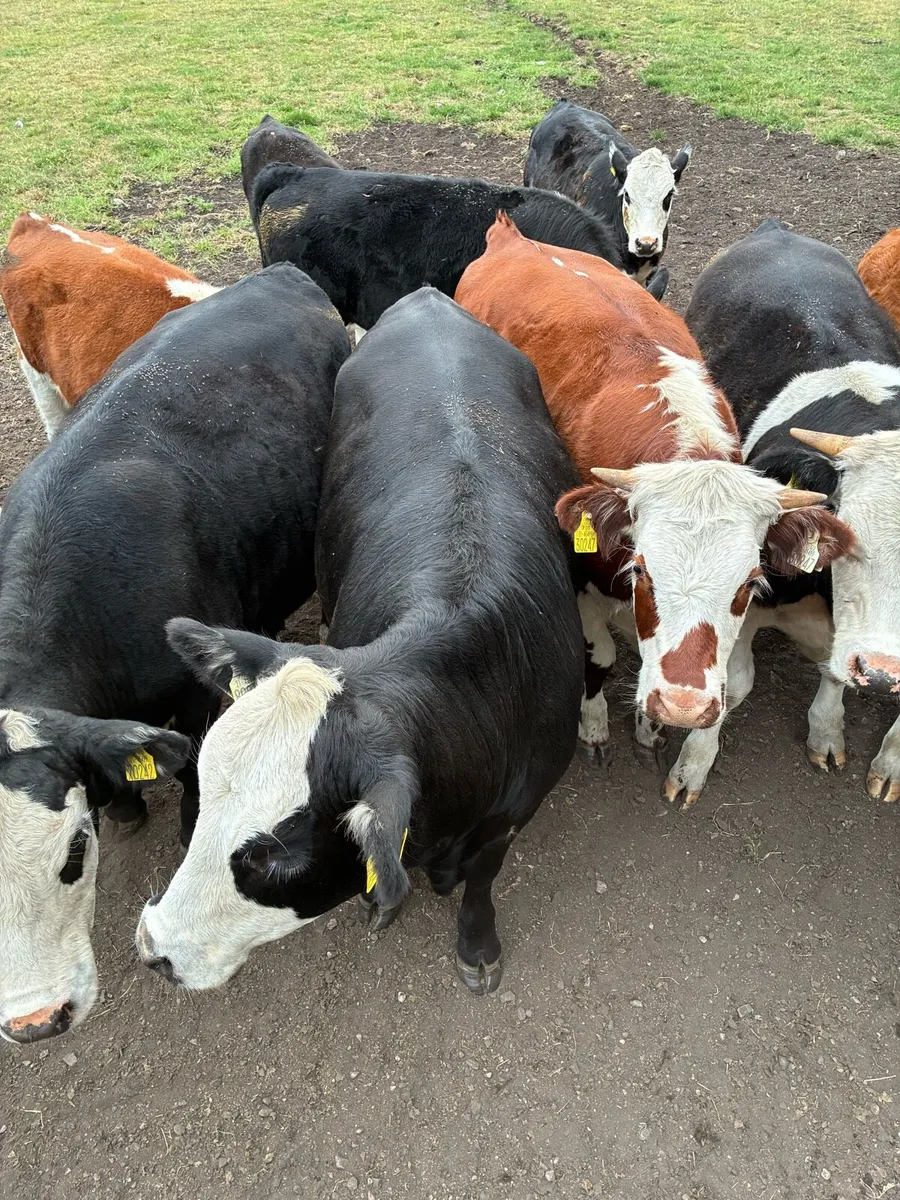 Organic cattle - Image 2