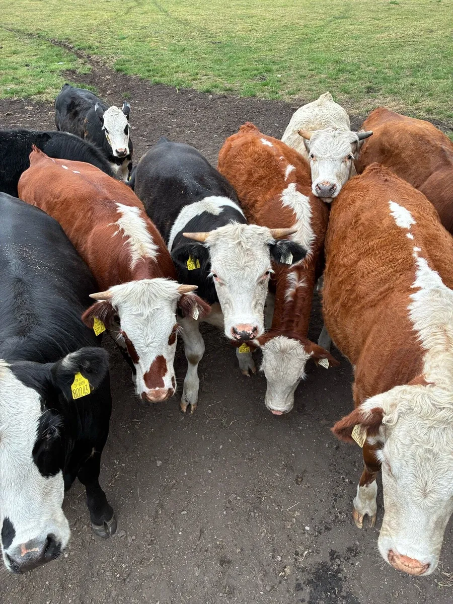 Organic cattle - Image 3