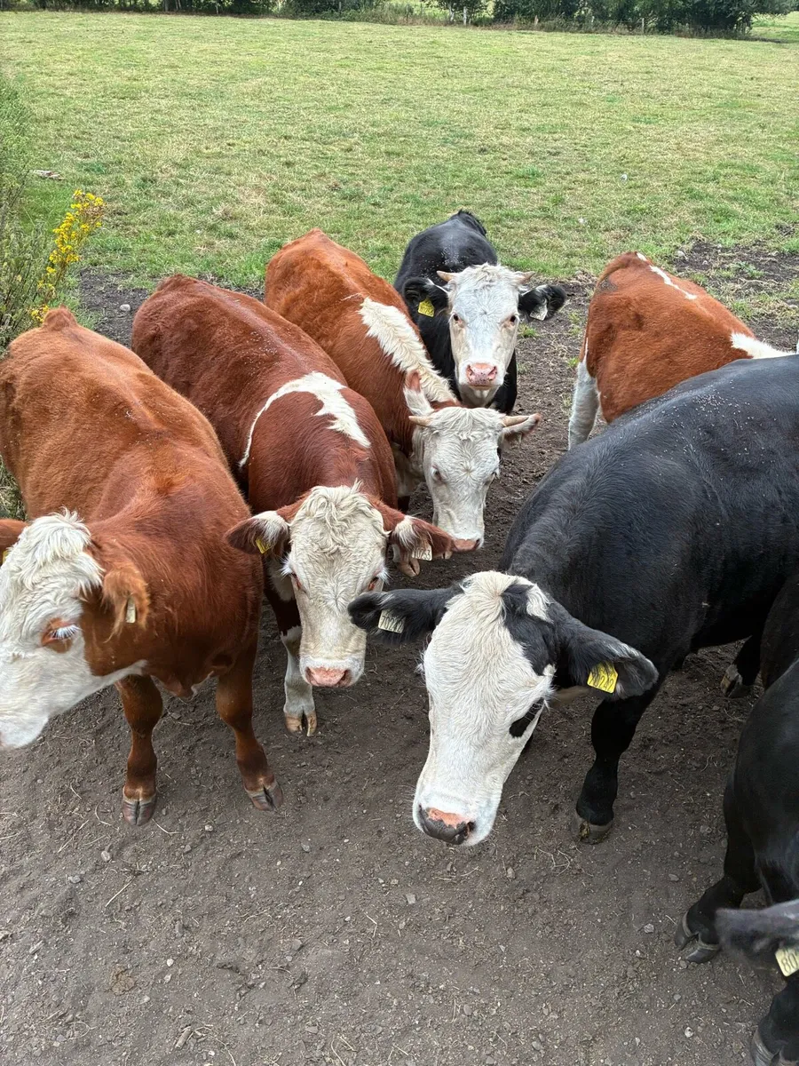Organic cattle - Image 1