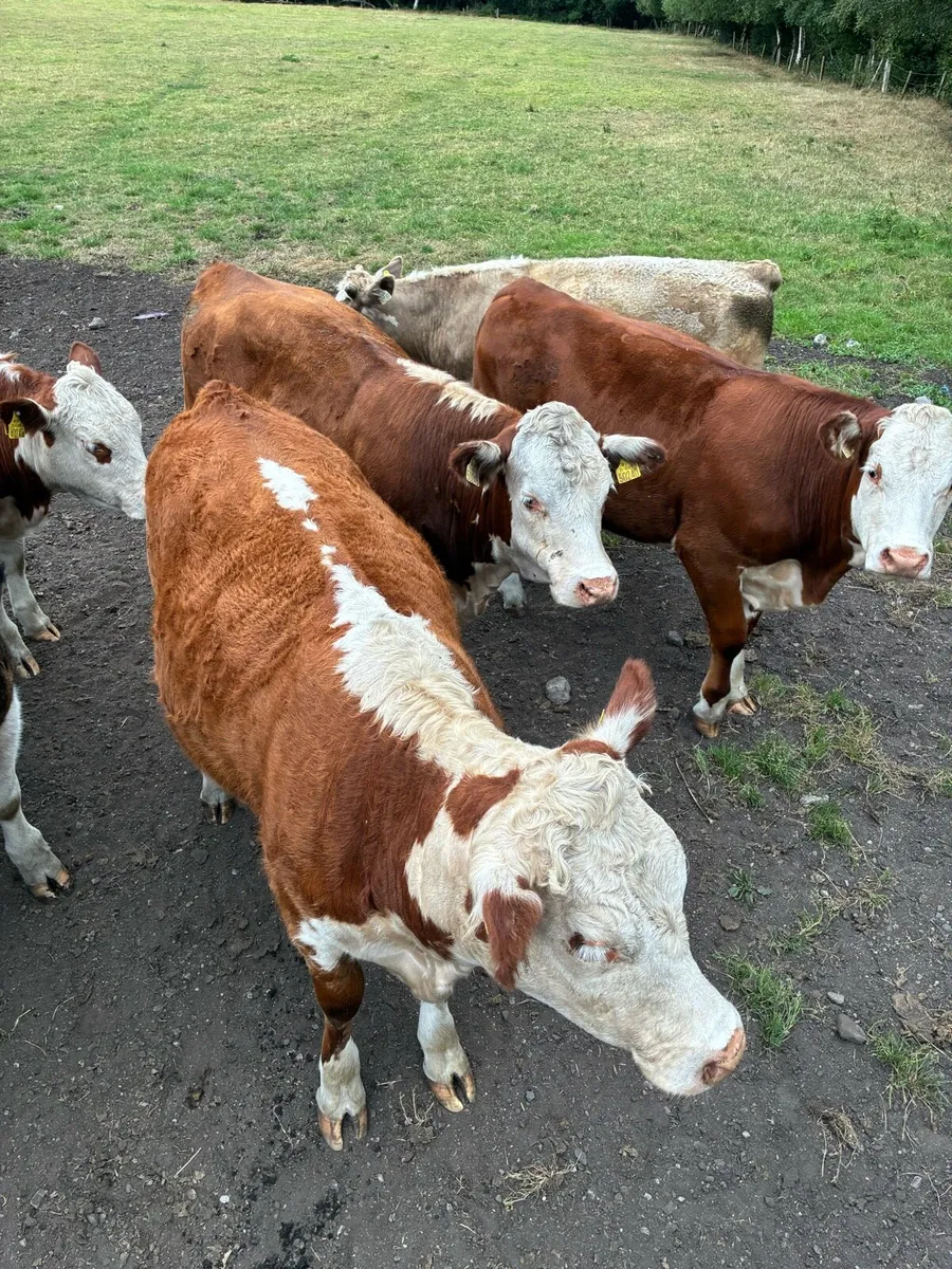 Organic cattle - Image 4