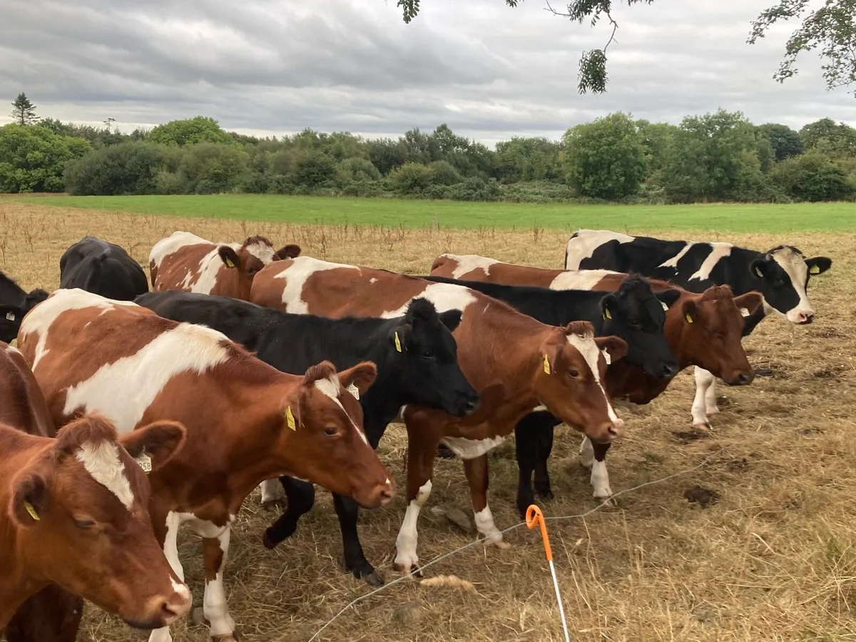 Bullocks&weanlings For Sale - Image 2