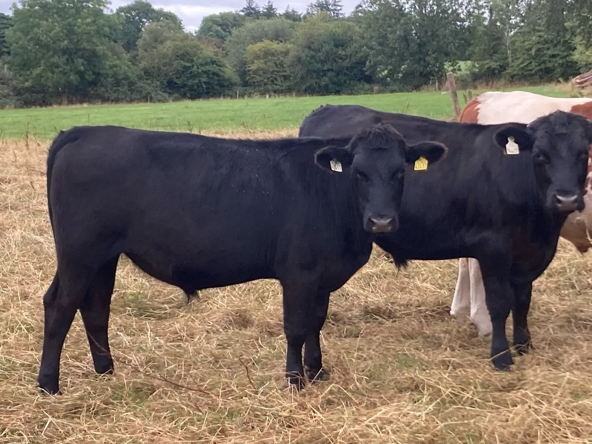 Bullocks&weanlings For Sale - Image 1