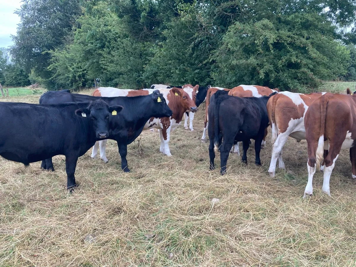 Bullocks&weanlings For Sale - Image 3