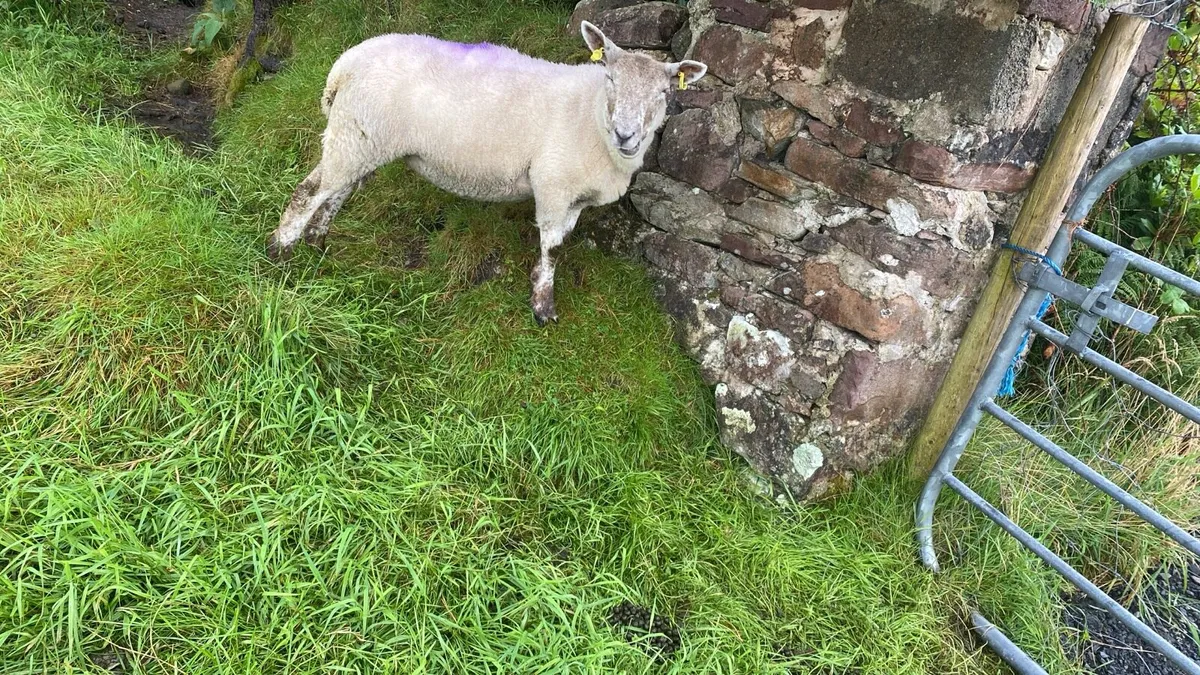 Young x bred sheep and ram lambs - Image 2