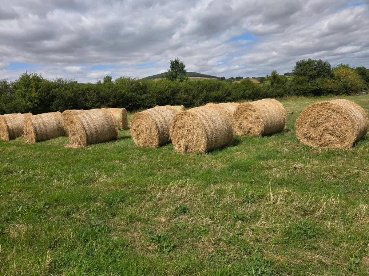 Hay - Image 1