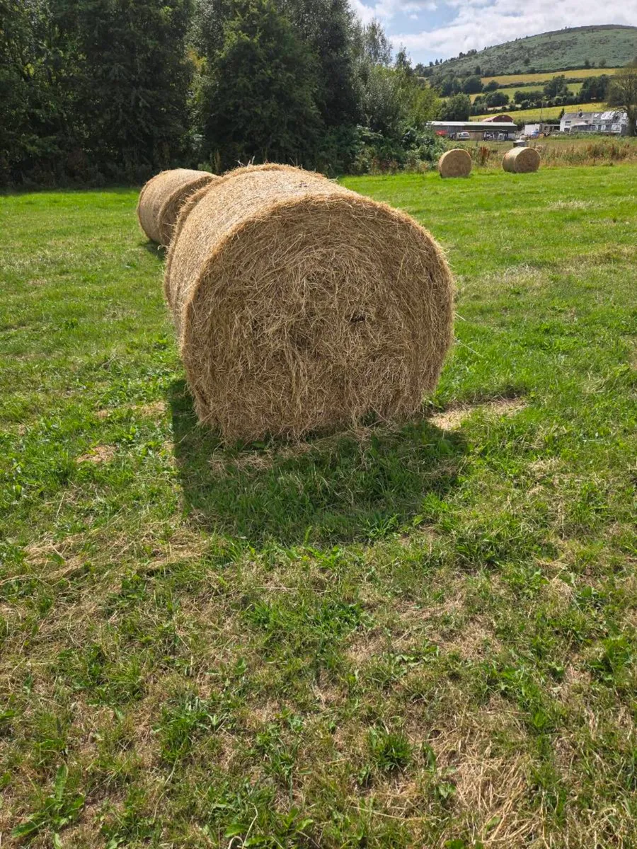 Hay - Image 2