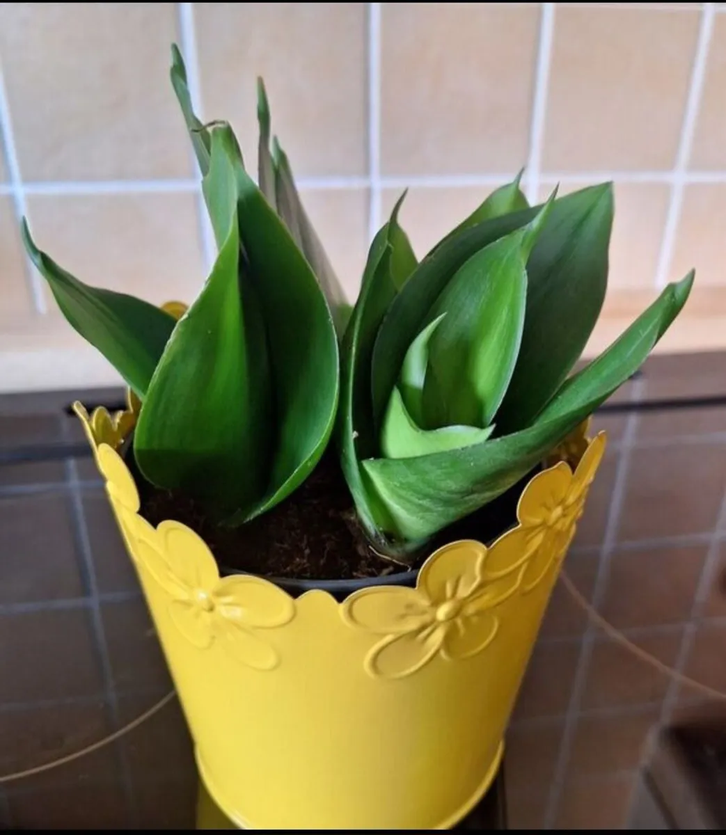 Small Sansevieria Hahnii in Yellow Pot - Image 2