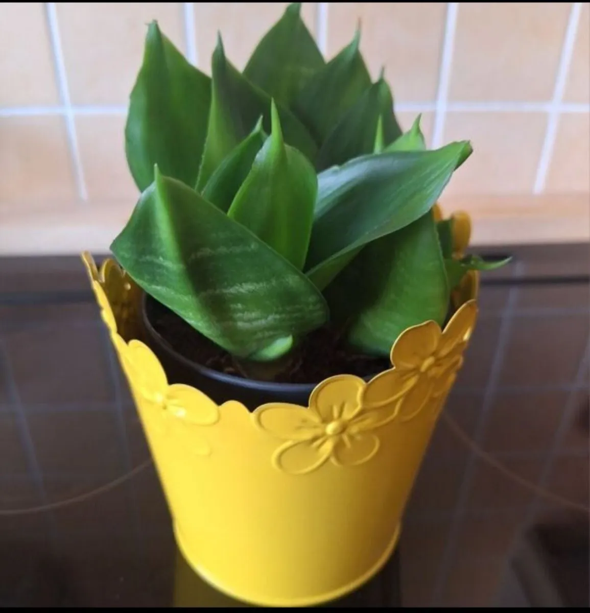 Small Sansevieria Hahnii in Yellow Pot - Image 1