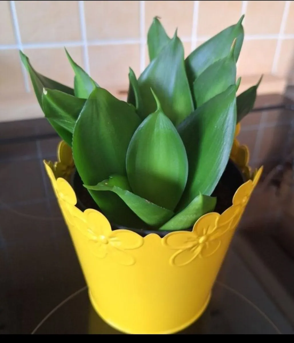 Small Sansevieria Hahnii in Yellow Pot - Image 4