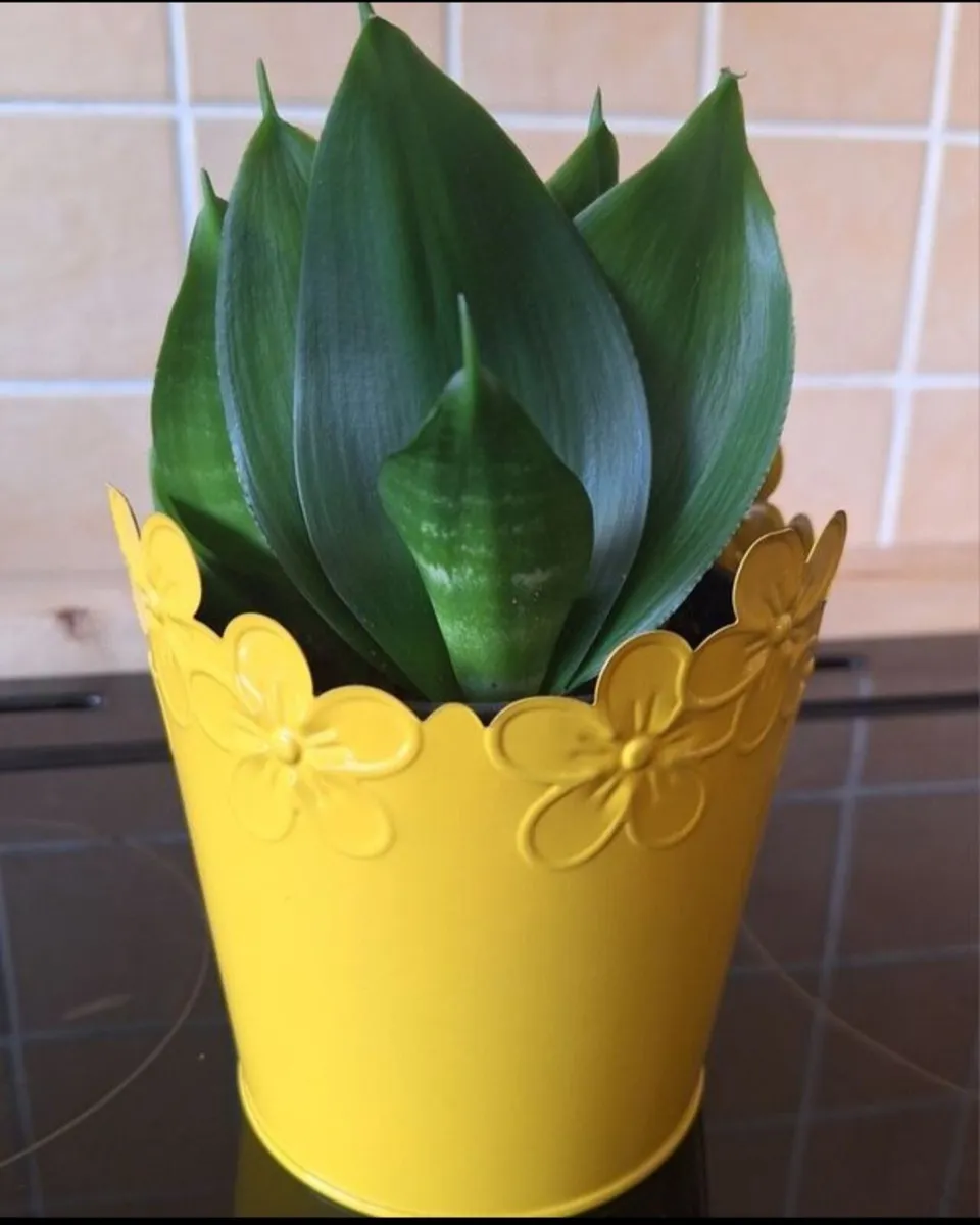 Small Sansevieria Hahnii in Yellow Pot - Image 3