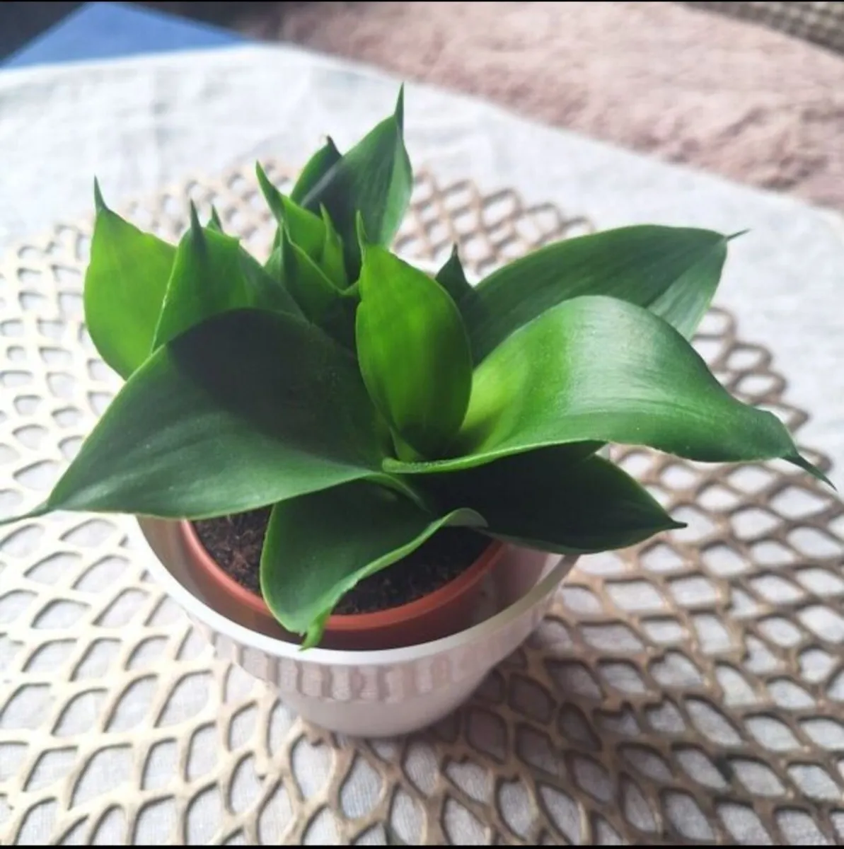 Small Sansevieria Hahnii in White Pot - Image 1