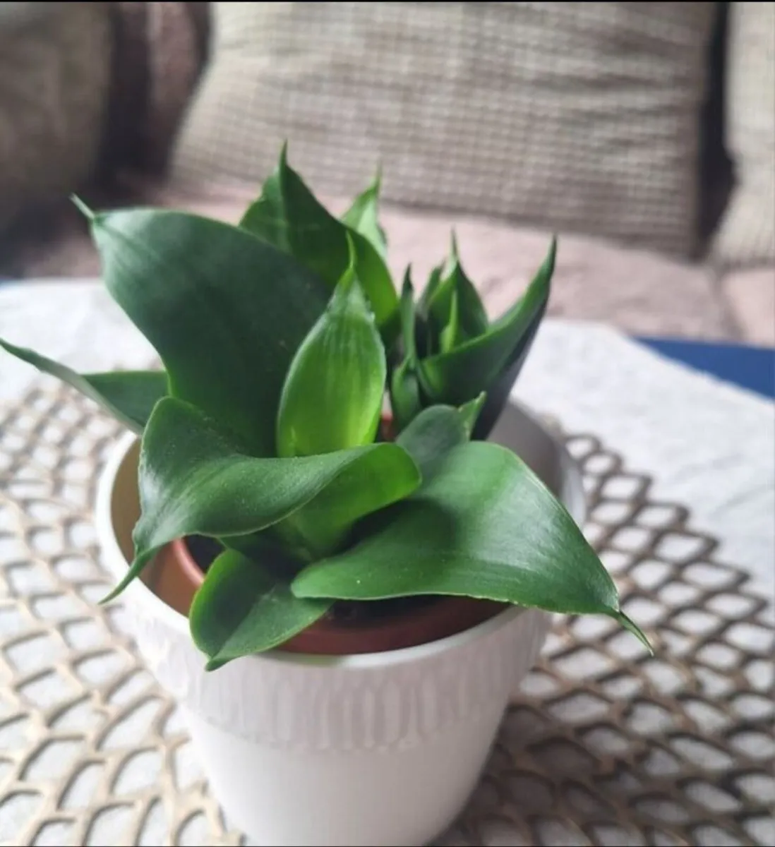 Small Sansevieria Hahnii in White Pot - Image 2