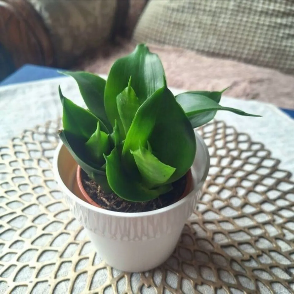Small Sansevieria Hahnii in White Pot - Image 3