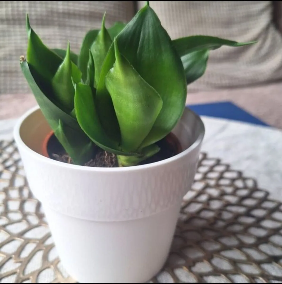 Small Sansevieria Hahnii in White Pot - Image 4