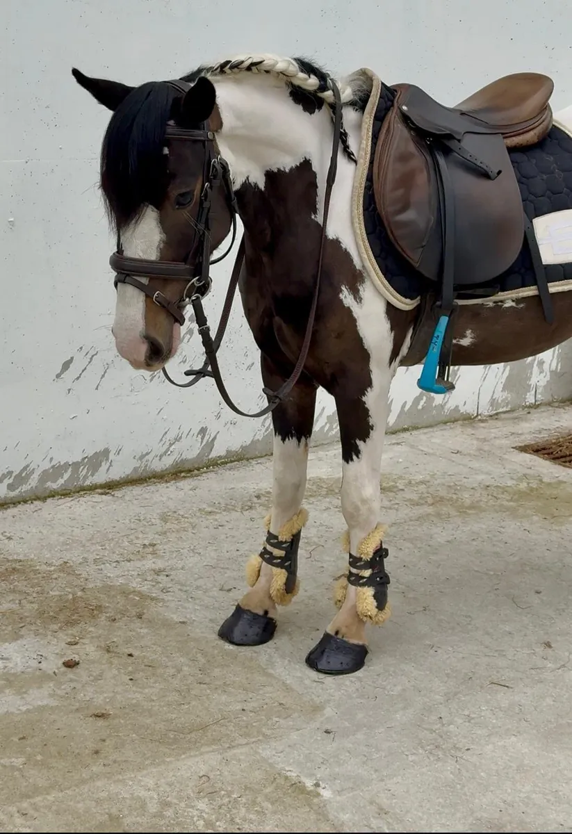 Begginers pony - Image 3
