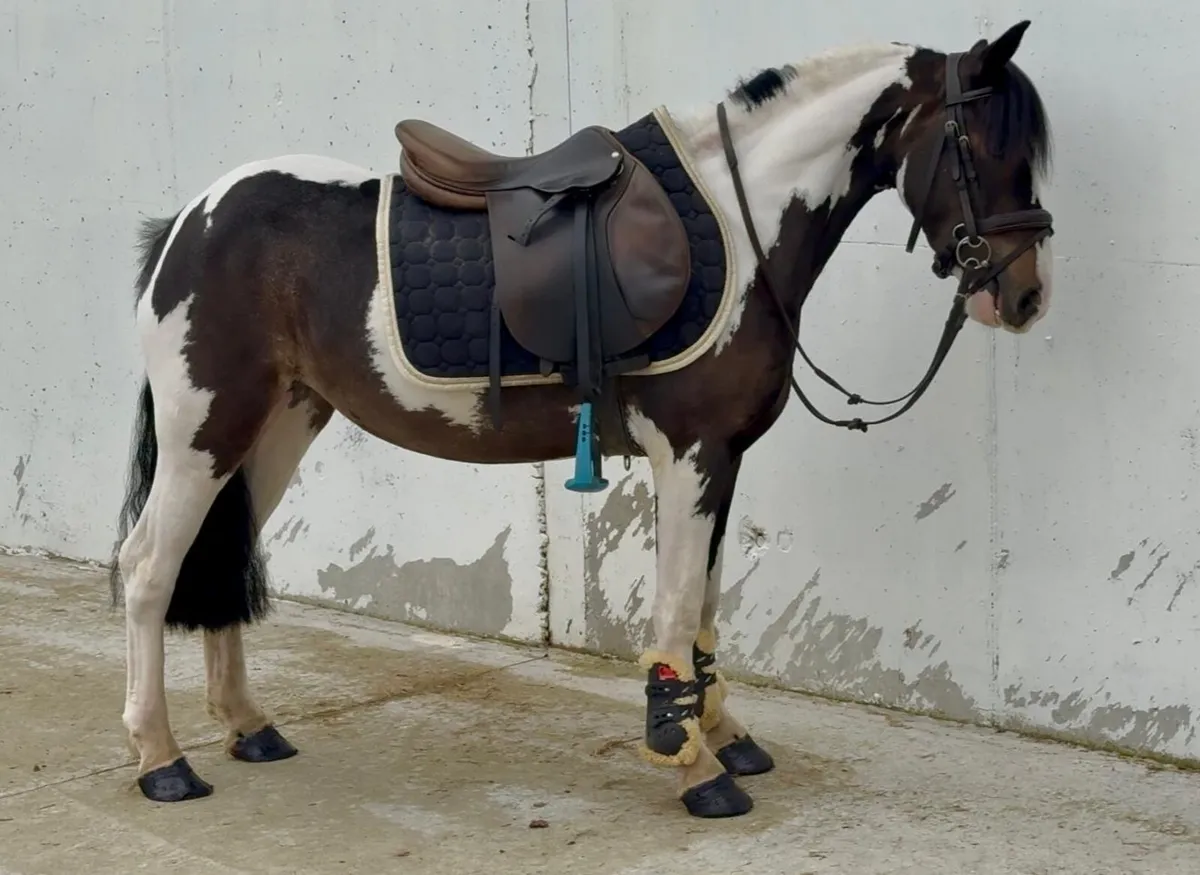 Begginers pony - Image 1