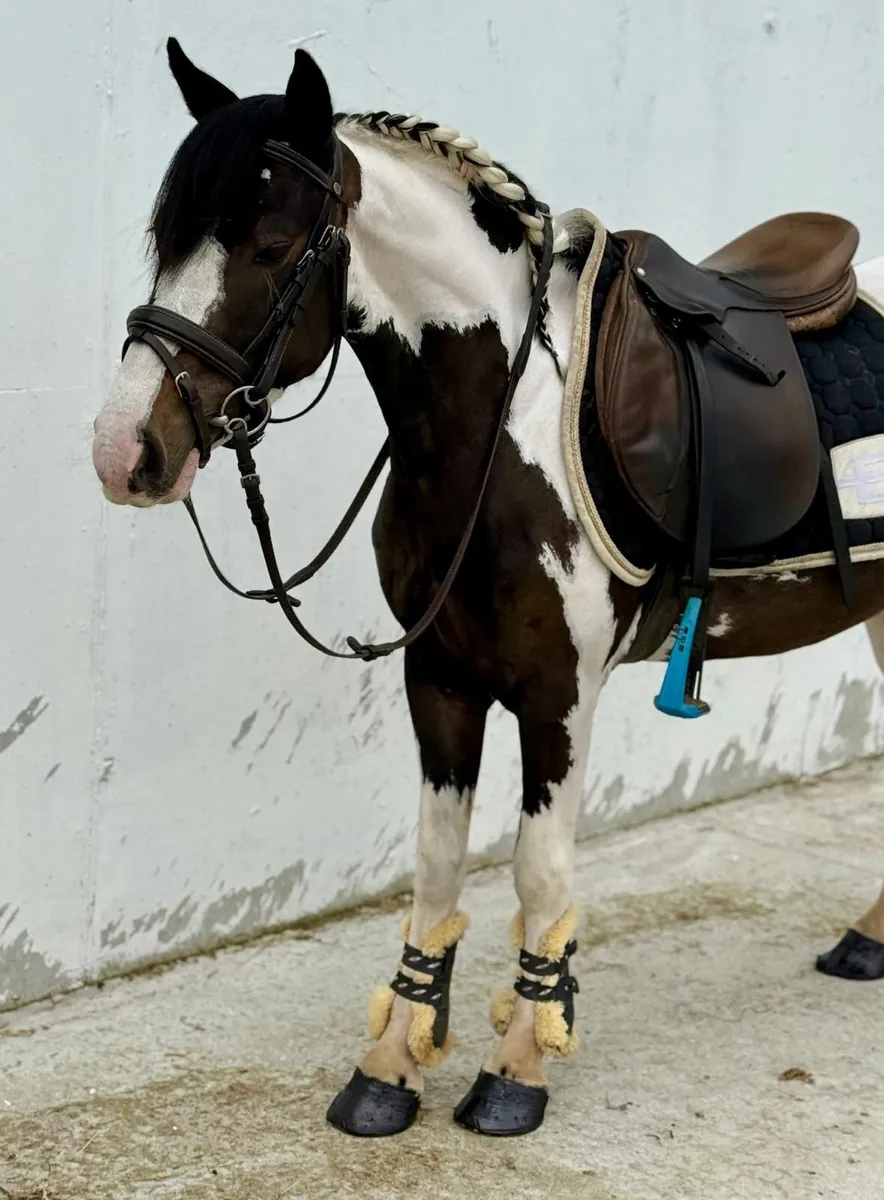 Begginers pony - Image 2