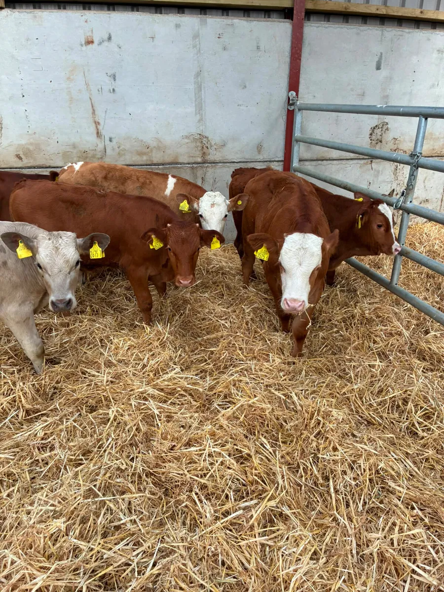 Lim Fkv and Charolais bulls - Image 1