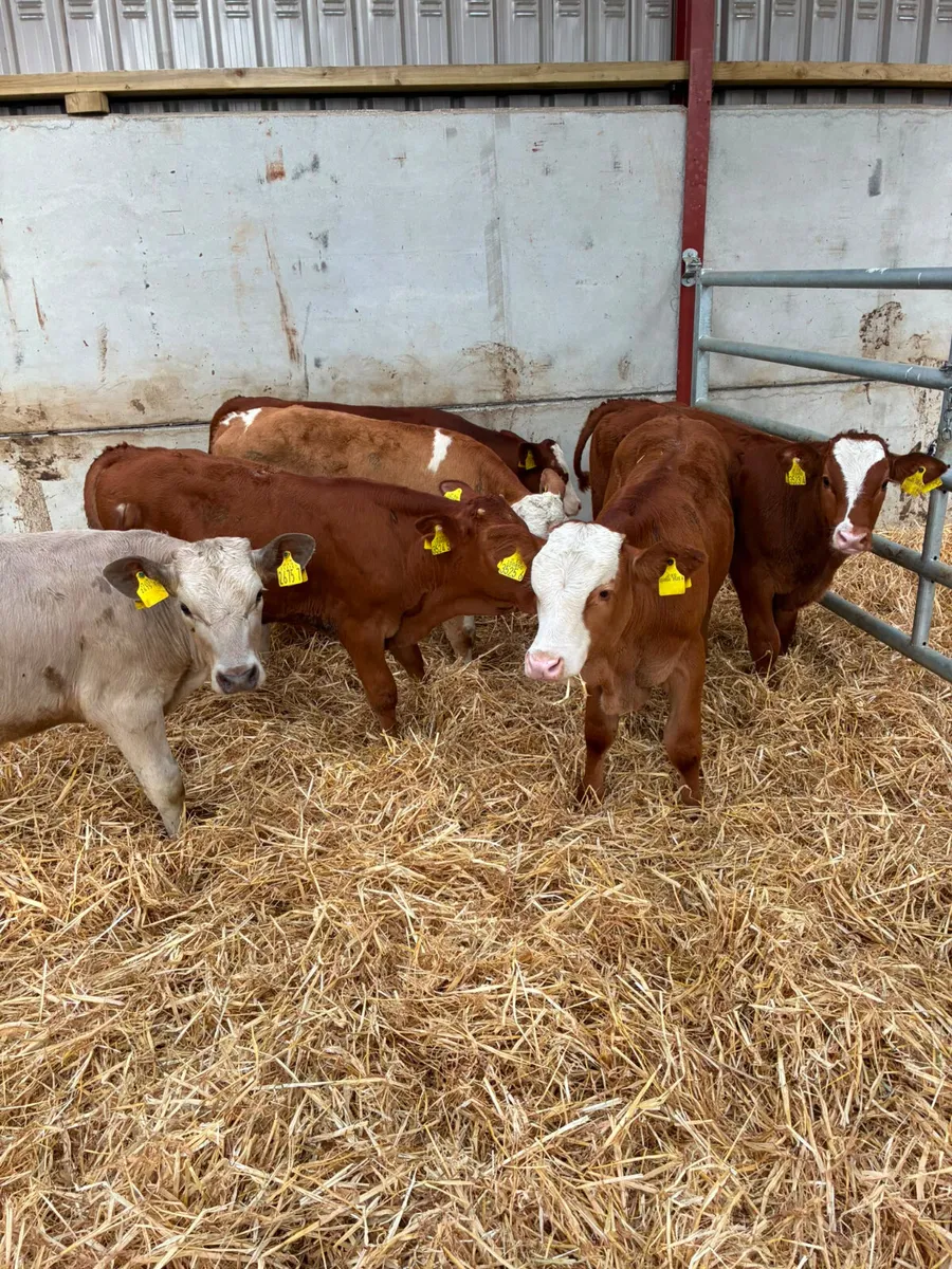 Lim Fkv and Charolais bulls - Image 4