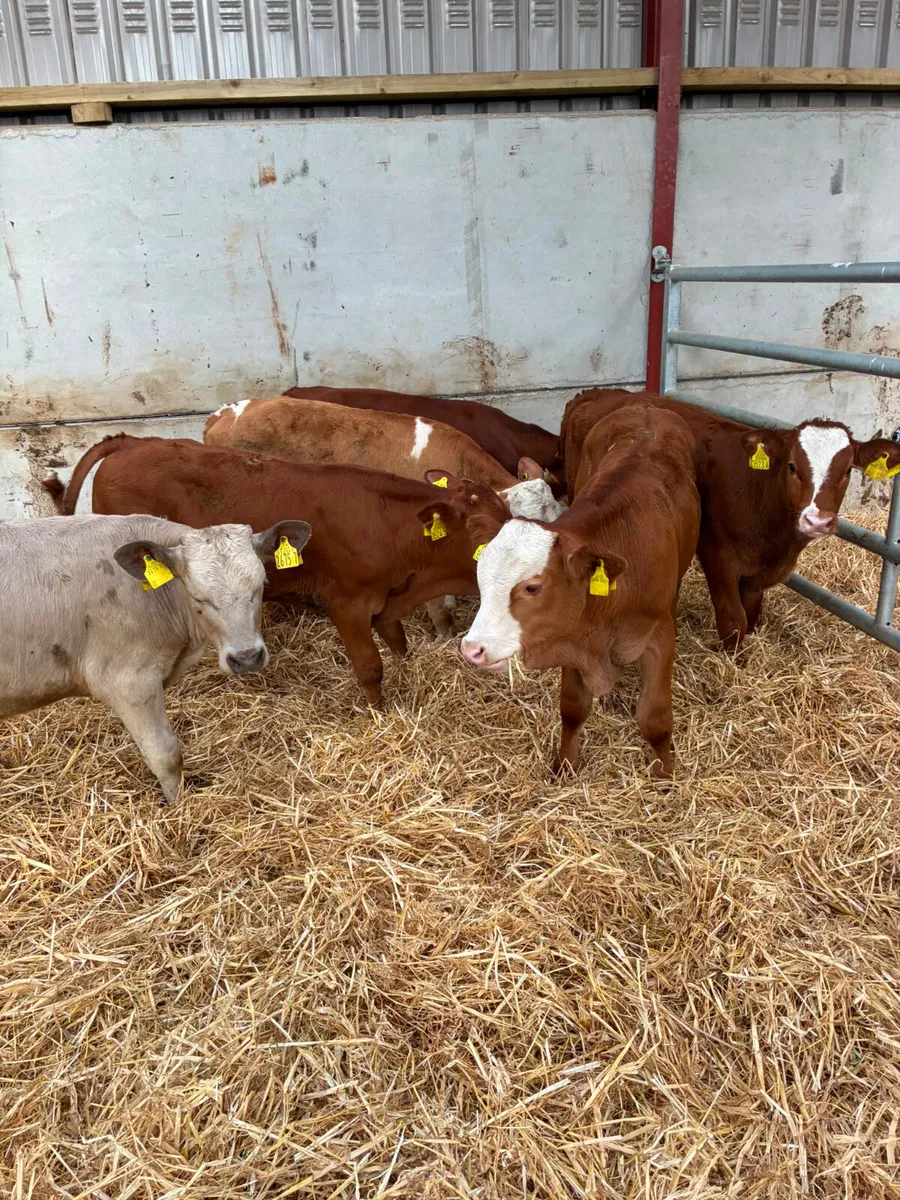 Lim Fkv and Charolais bulls - Image 2
