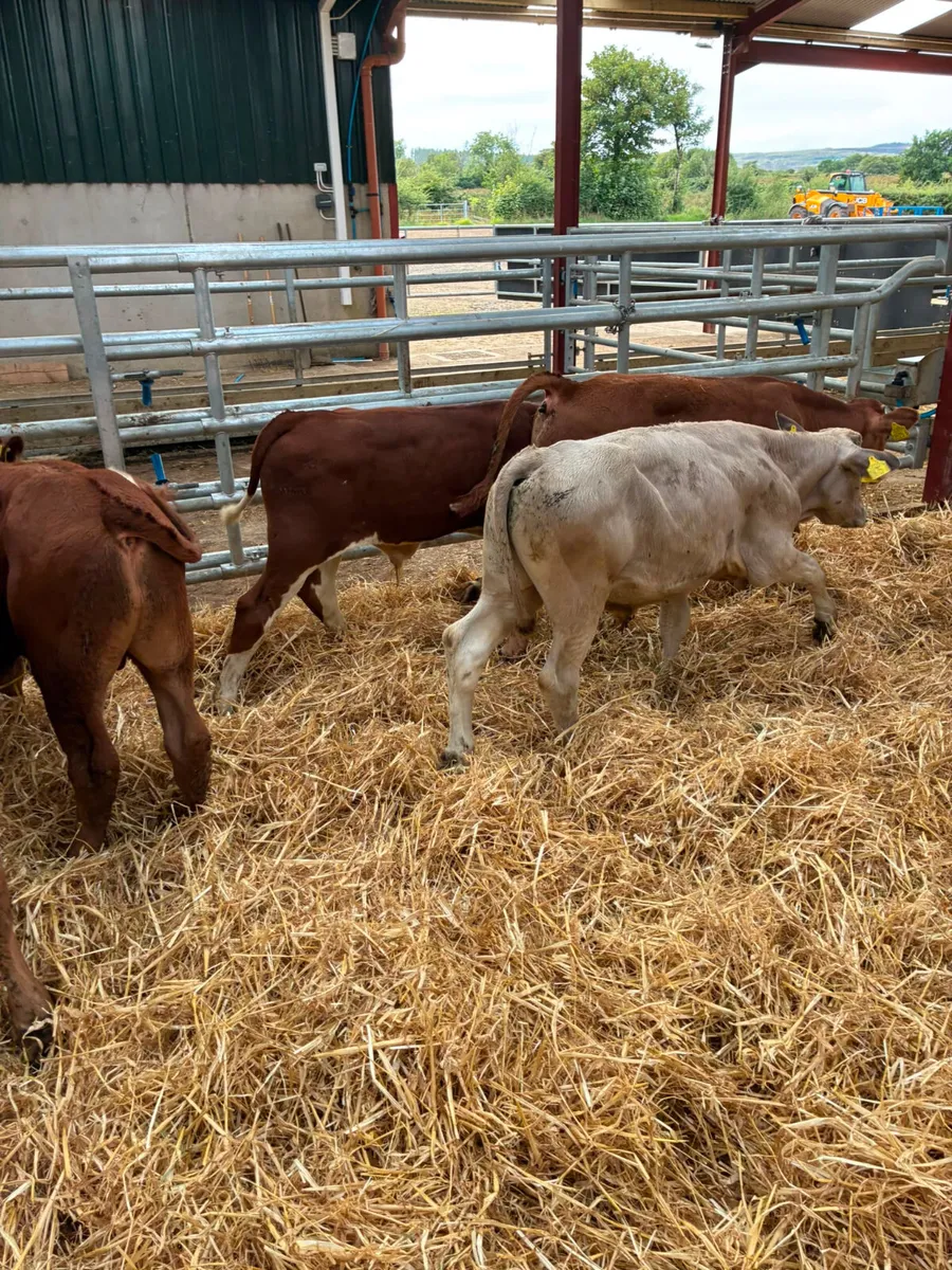 Lim Fkv and Charolais bulls - Image 3