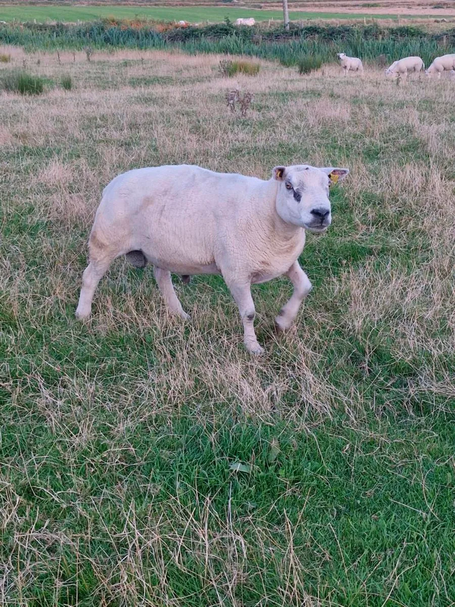Texel Ram - Image 4