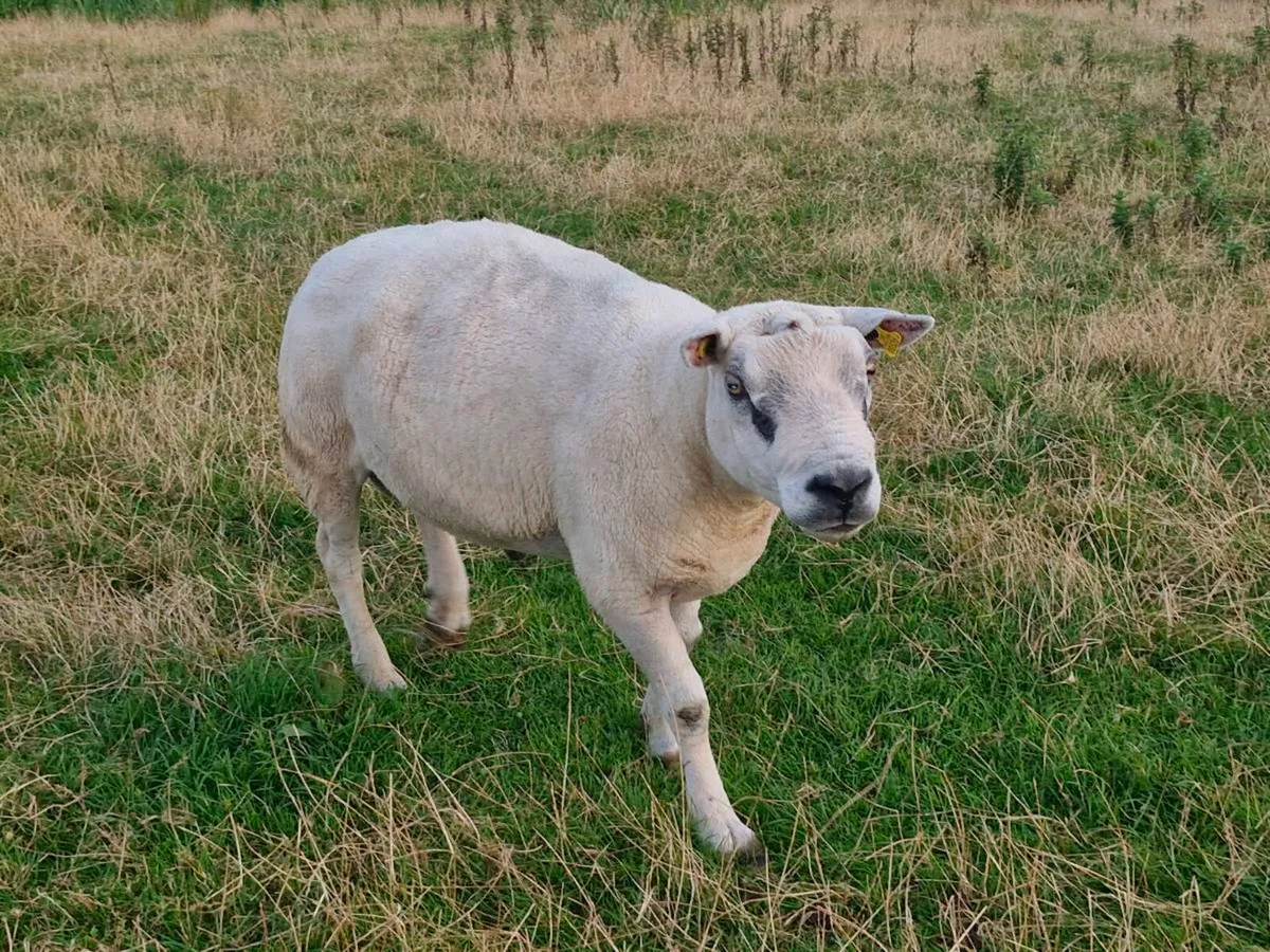 Texel Ram - Image 1