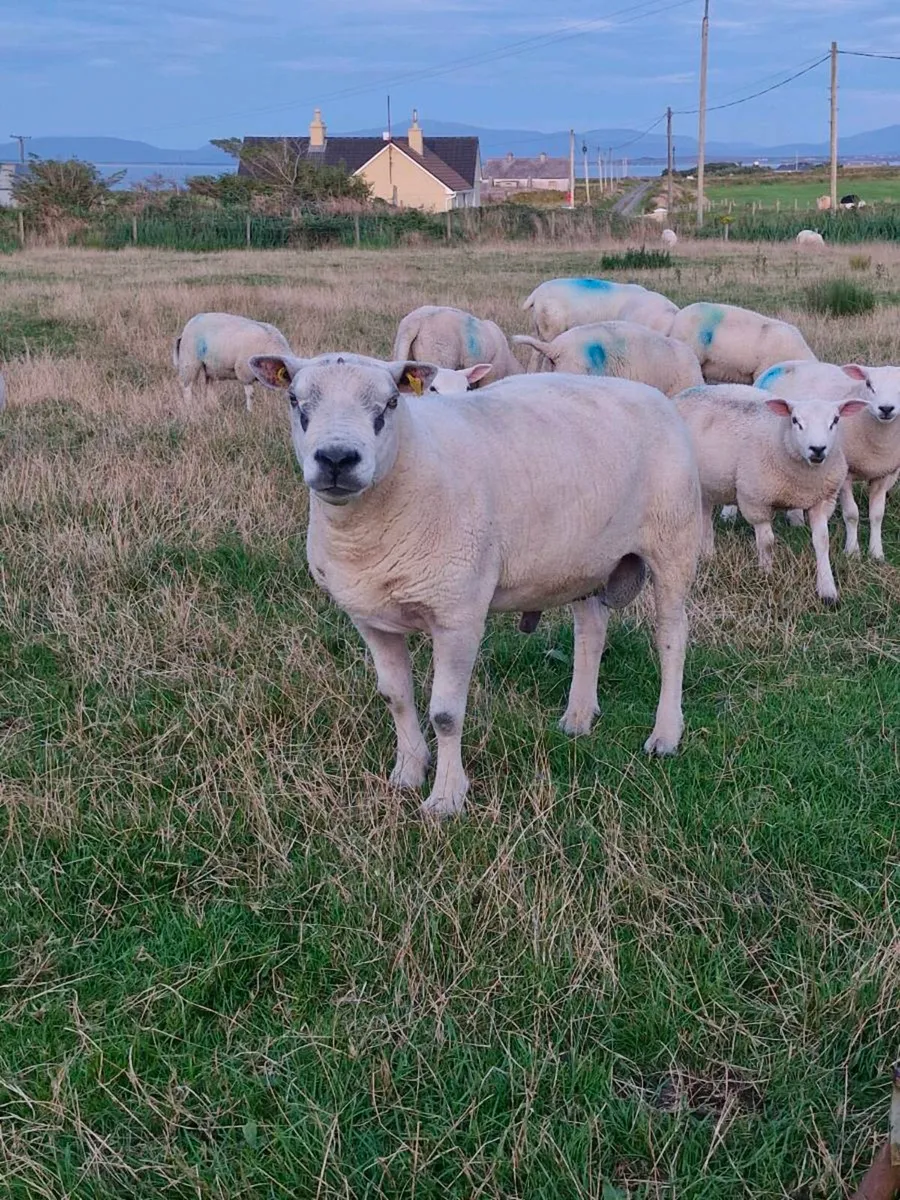 Texel Ram - Image 2