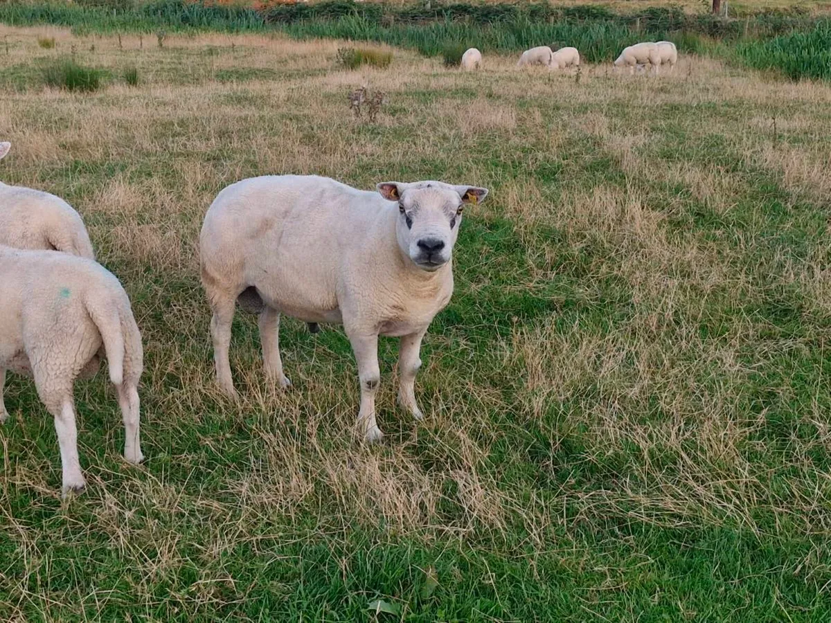 Texel Ram - Image 3