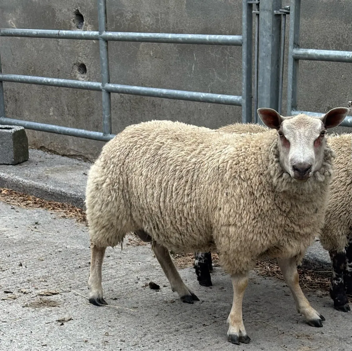 Charolais ram lamb
