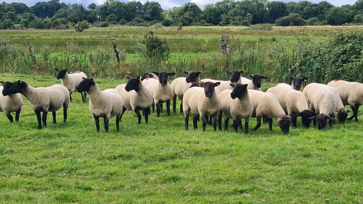 Sheep - Image 1