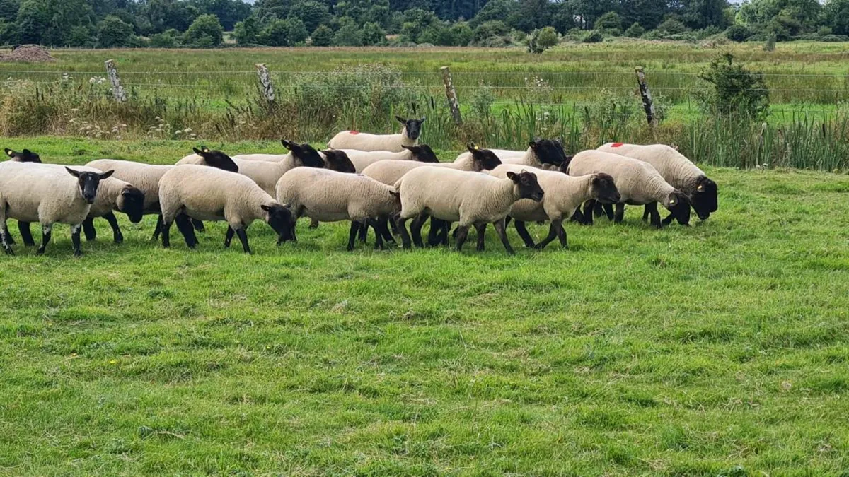 Sheep - Image 2