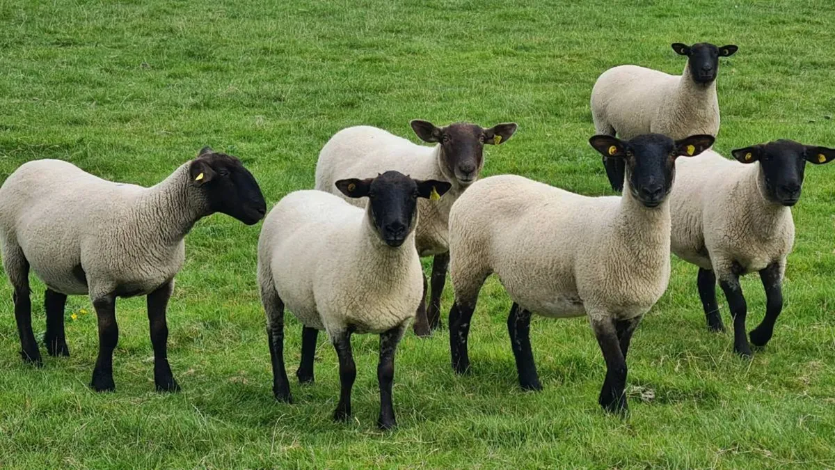 Sheep - Image 3