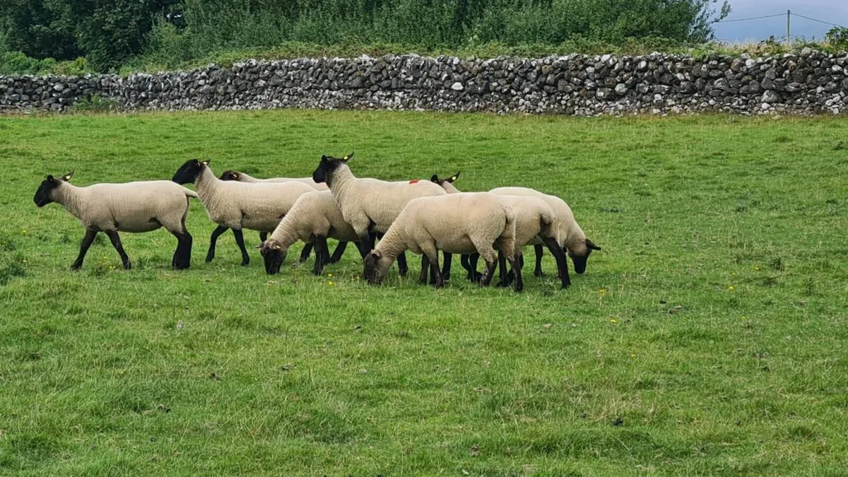 Sheep - Image 4
