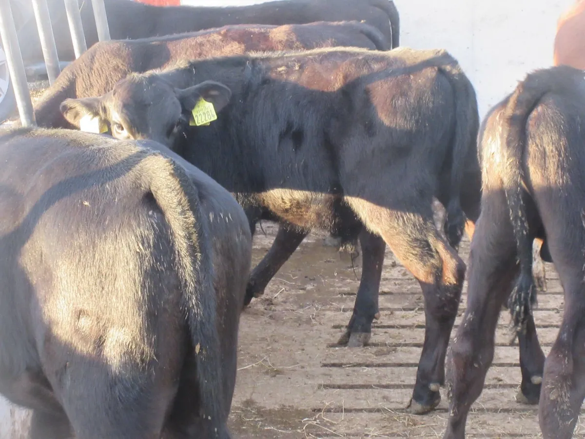 10 HEREFORD AND ANGUS BULL WEANLINGS - Image 2