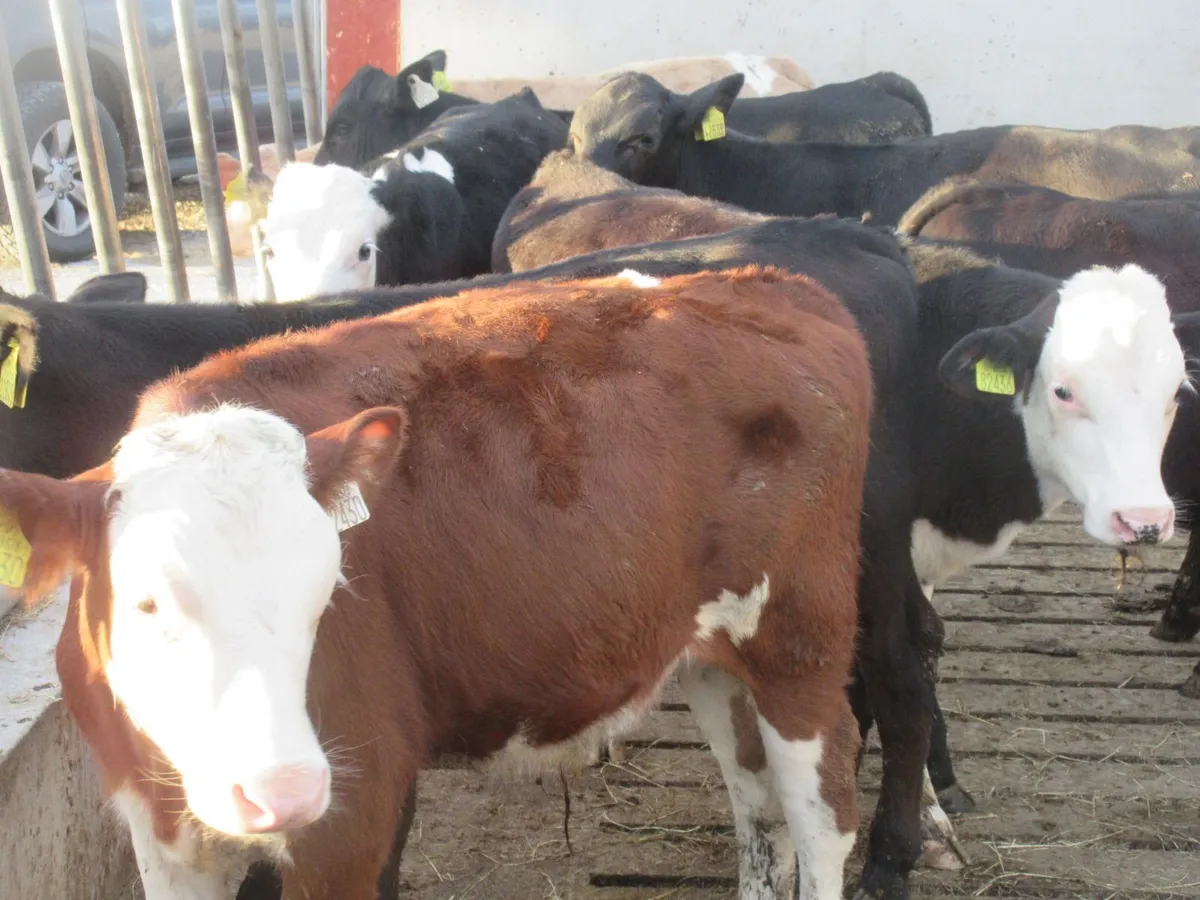 10 HEREFORD AND ANGUS BULL WEANLINGS - Image 1