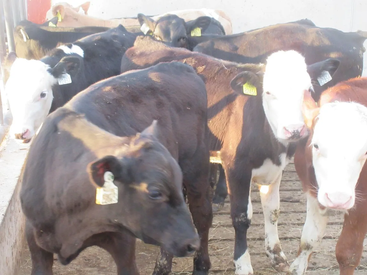 10 HEREFORD AND ANGUS BULL WEANLINGS - Image 4