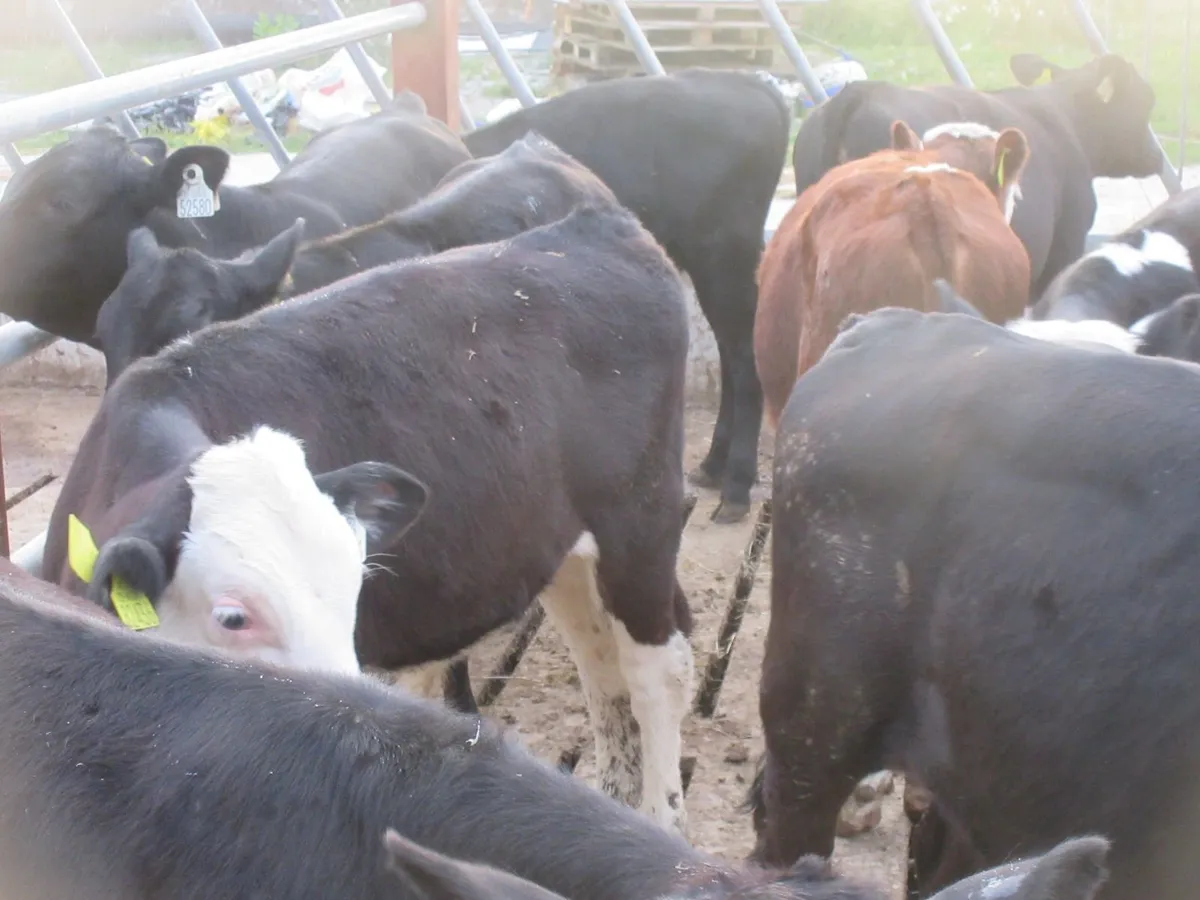 10 HEREFORD AND ANGUS BULL WEANLINGS - Image 3