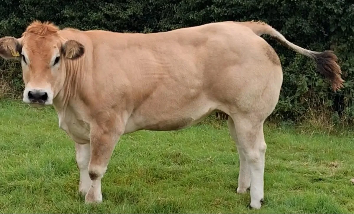 Dry cows - Image 1