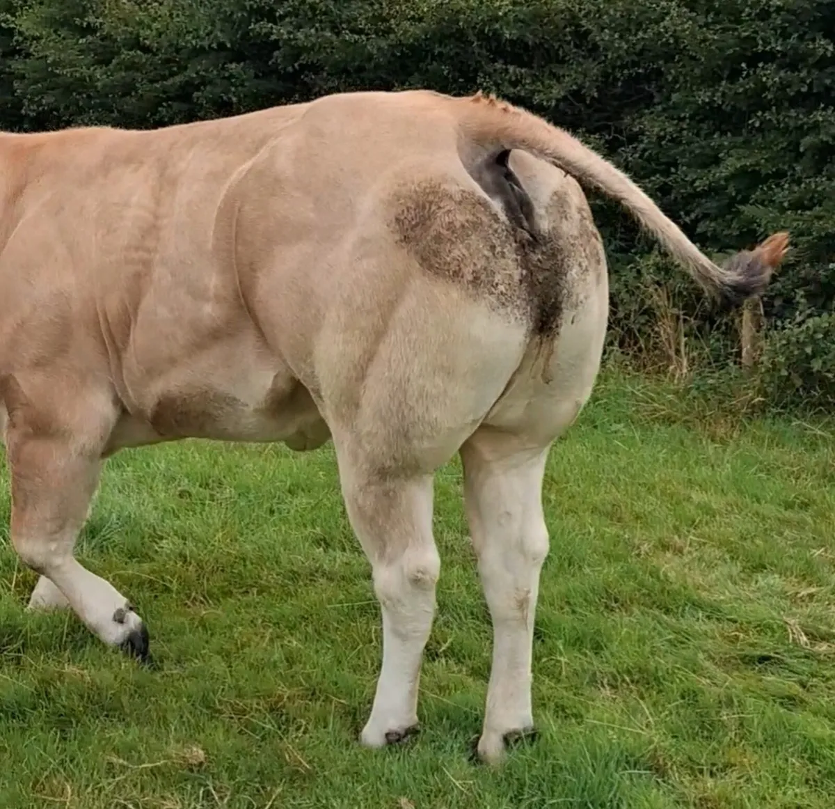 Dry cows - Image 2