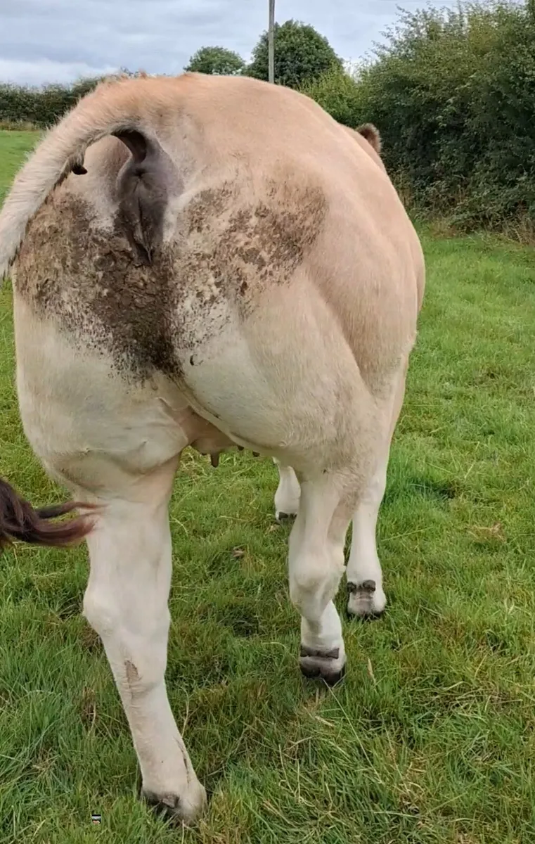Dry cows - Image 3