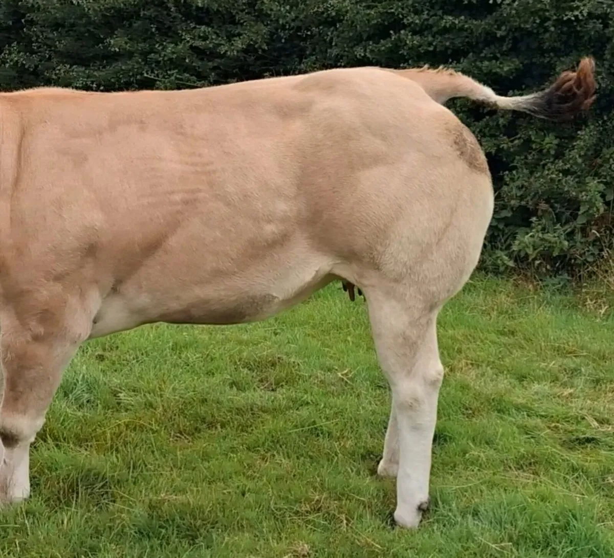 Dry cows - Image 4