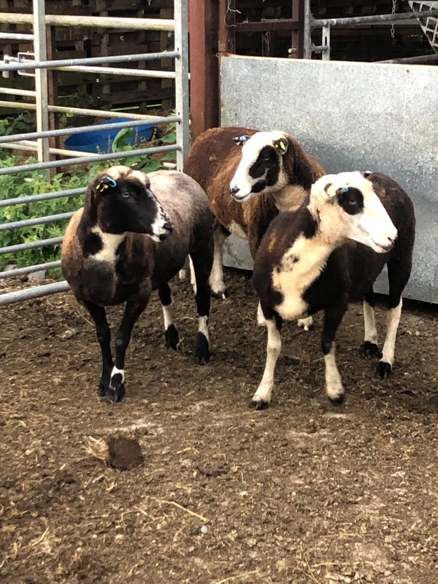 Sheep - Image 1